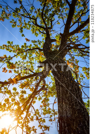 The trunk of an old oak 118234875