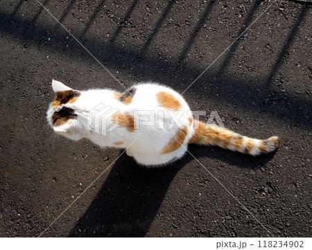 相鉄線星川駅 三毛猫 後ろ姿 相鉄線星川駅 三毛猫 後ろ姿 118234902