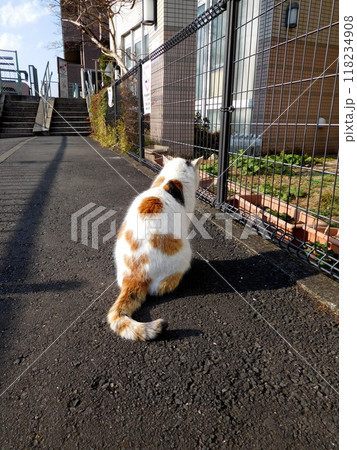 相鉄線星川駅 三毛猫 後ろ姿 相鉄線星川駅 三毛猫 後ろ姿 118234908