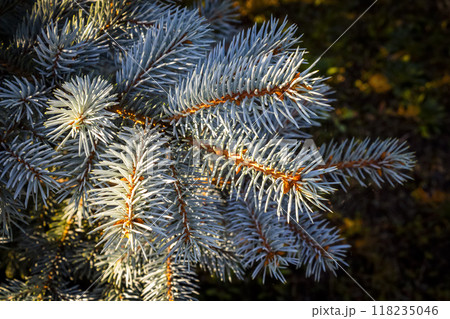 Blue decorative spruce 118235046