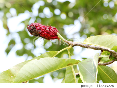 赤く熟してきたホオノキの実 赤く熟してきたホオノキの実 118235220