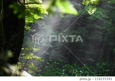 光が差し込む森　付知峡 118235391