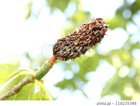 ホオノキの果実と種 ホオノキの果実と種 118235398