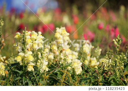 花畑に咲く黄色のキンギョソウの花 118235423