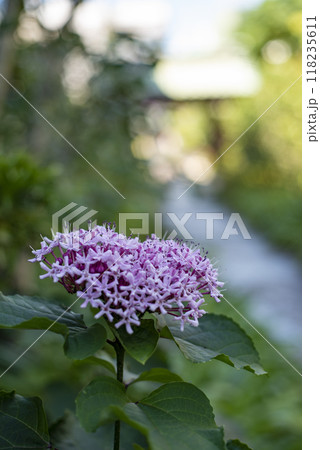 鎌倉249 大功寺5 牡丹臭木 鎌倉249 大功寺5 牡丹臭木 118235611