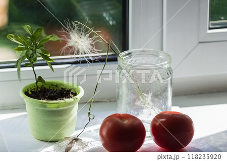 Tomatoes and a glass jar on the windowsill with a plant Tomatoes and a glass jar on the windowsill with a plant 118235920
