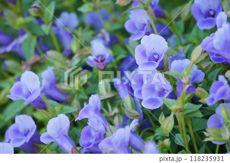 満開の紫のトレニアの花 満開の紫のトレニアの花 118235931