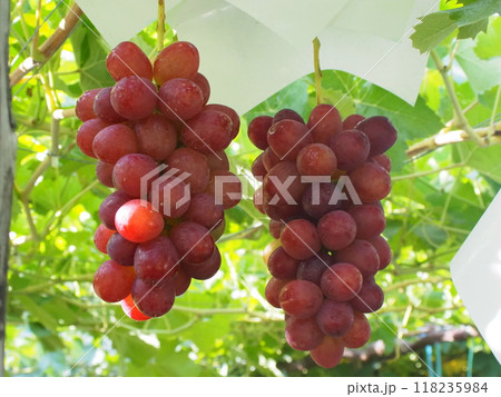 収穫前の未熟なクイーンルージュ3 収穫前の未熟なクイーンルージュ3 118235984