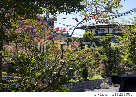 鎌倉249 妙本寺4 百日紅 鎌倉249 妙本寺4 百日紅 118236006