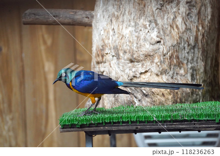 キンムネオナガテリムク キンムネオナガテリムク 118236263