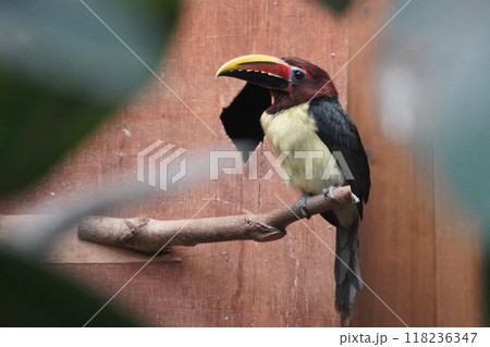 キムネチュウハシ キムネチュウハシ 118236347