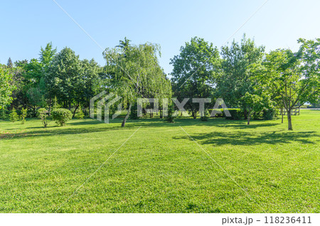 summer park trees and green grass on lawn summer park trees and green grass on lawn 118236411