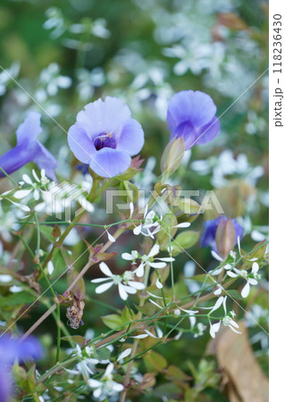 ユーフォルビアとトレニアの寄せ植え 118236430