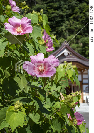 鎌倉249 別願寺 芙蓉 鎌倉249 別願寺 芙蓉 118236740