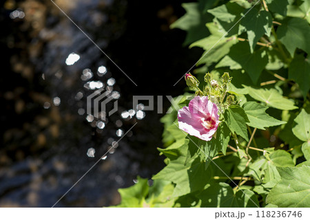 鎌倉249 安国論寺4 芙蓉 鎌倉249 安国論寺4 芙蓉 118236746