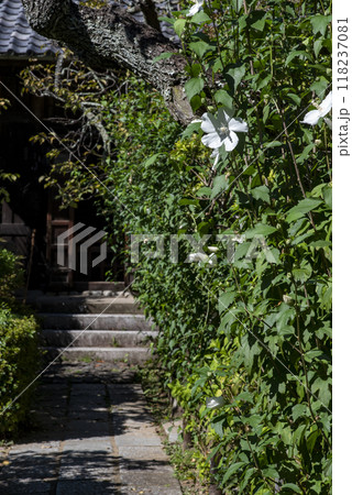 鎌倉249 瑞泉寺7 芙蓉 鎌倉249 瑞泉寺7 芙蓉 118237081