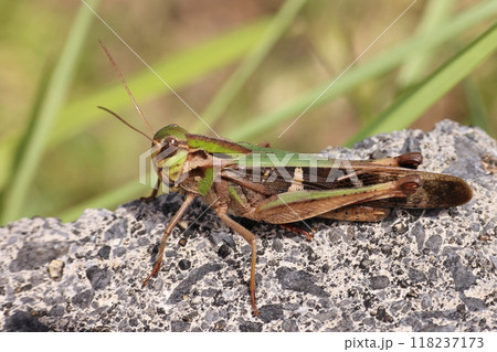 生き物　昆虫　クルマバッタ、本州以南に生息。自然豊かな草丈の低い草原を好むそうです 118237173