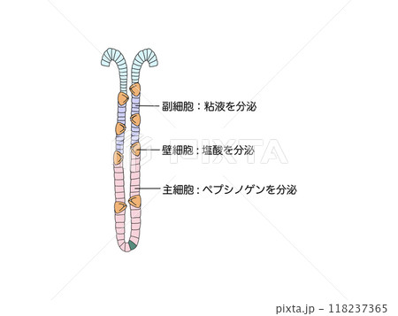 消化器の解剖生理 胃底腺の分泌物 消化器の解剖生理 胃底腺の分泌物 118237365