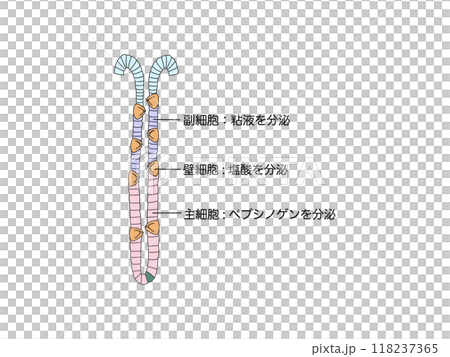 消化器の解剖生理 胃底腺の分泌物 消化器の解剖生理 胃底腺の分泌物 118237365