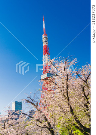 【東京都】芝公園の桜と東京タワー 【東京都】芝公園の桜と東京タワー 118237372
