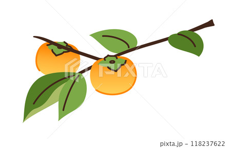 イラスト：秋の果物・柿 118237622