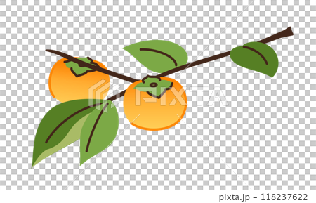 イラスト：秋の果物・柿 118237622