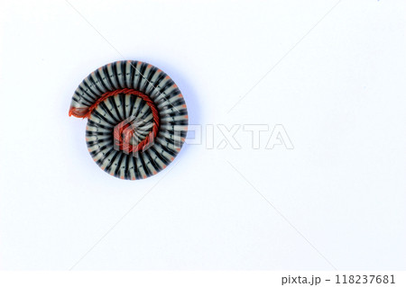 A brightly colored millipede 2 118237681