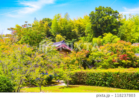 【京都風景】6月のさわやかな日の勧修寺 118237803