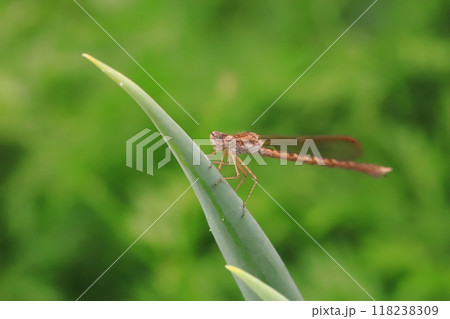 長ネギに留まる　オツネントンボ 118238309