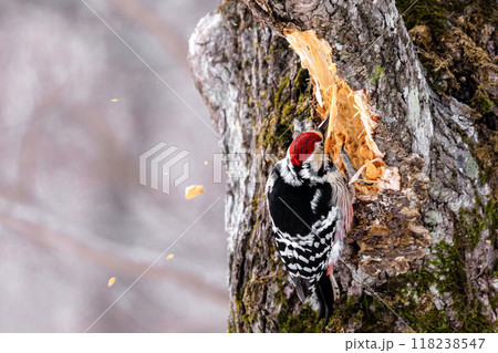 北海道千歳市、ドラミングするオオアカゲラのオス【2月】 北海道千歳市、ドラミングするオオアカゲラのオス【2月】 118238547