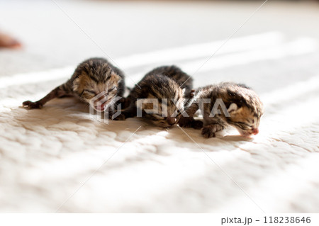猫の出産 重なって眠る生後3日目の子猫 猫の出産 重なって眠る生後3日目の子猫 118238646