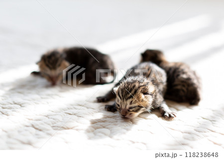 猫の出産　重なって眠る生後3日目の子猫 118238648