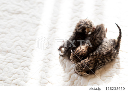 猫の出産　重なって眠る生後3日目の子猫 118238650