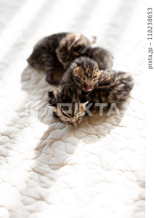 猫の出産　重なって眠る生後3日目の子猫 118238653