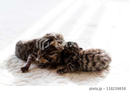 猫の出産 重なって眠る生後3日目の子猫 猫の出産 重なって眠る生後3日目の子猫 118238658