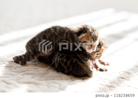 猫の出産 重なって眠る生後3日目の子猫 猫の出産 重なって眠る生後3日目の子猫 118238659