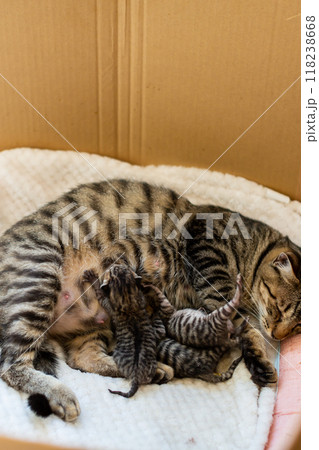猫の出産 重なって眠る生後3日目の子猫 猫の出産 重なって眠る生後3日目の子猫 118238668