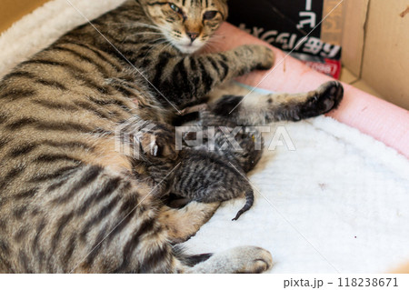 猫の出産 重なって眠る生後3日目の子猫 猫の出産 重なって眠る生後3日目の子猫 118238671