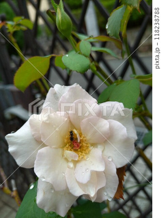 雨上がりの白い薔薇の蜜を吸う虫 雨上がりの白い薔薇の蜜を吸う虫 118238788