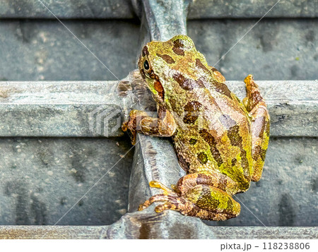 二ホンアマガエル～身近にいる動物～ 118238806