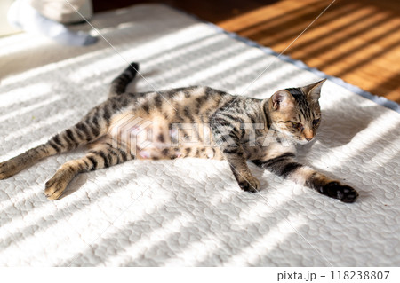 育児中の親猫　キジトラ 118238807