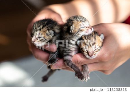 猫の出産 後3日目の子猫 猫の出産 後3日目の子猫 118238838