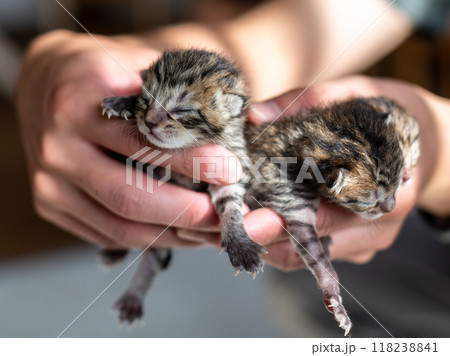 猫の出産　後3日目の子猫 118238841