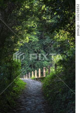 山の辺の道　新緑のトンネル 118238852