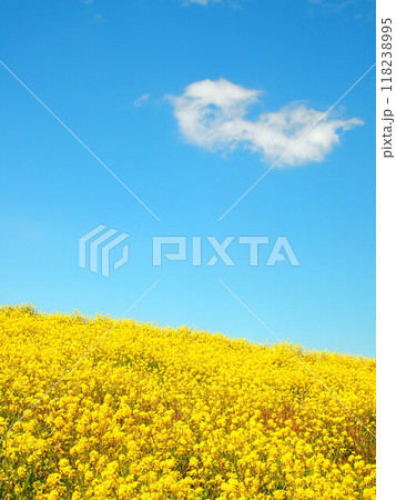 菜の花満開に咲く春の江戸川土手風景 菜の花満開に咲く春の江戸川土手風景 118238995