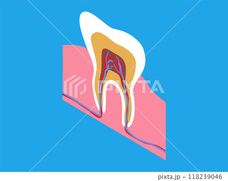 A detailed cross-section illustration of a tooth, highlighting the nerve, pulp, enamel, and surrounding gum tissue, useful for dental education and understanding oral anatomy. A detailed cross-section illustration of a tooth, highlighting the nerve, pulp, enamel, and surrounding gum tissue, useful for dental education and understanding oral anatomy. 118239046