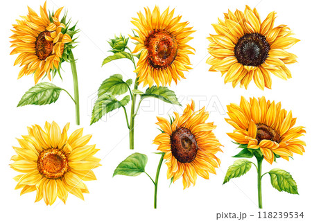 Sunflower watercolor collection yellow flowers with green leaves set, Summer hand-drawn flora design isolated background Sunflower watercolor collection yellow flowers with green leaves set, Summer hand-drawn flora design isolated background 118239534