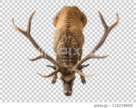 The majestic profile of a magnificent stag showcasing its impressive antlers stands out 118239609