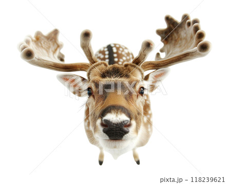 The majestic profile of a magnificent stag showcasing its impressive antlers stands out 118239621