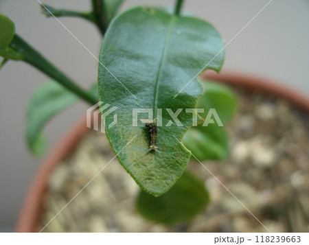 鉢植えの金柑の葉の上にいる孵化したばかりのクロアゲハの幼虫 118239663